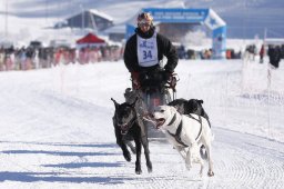 Lenk 2013